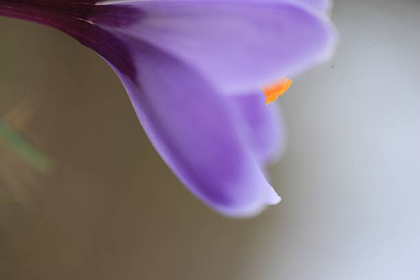 Lilac crocus. stock photo