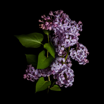 blooming spring lilac flowers on a white wooden background. Top view with copyspace