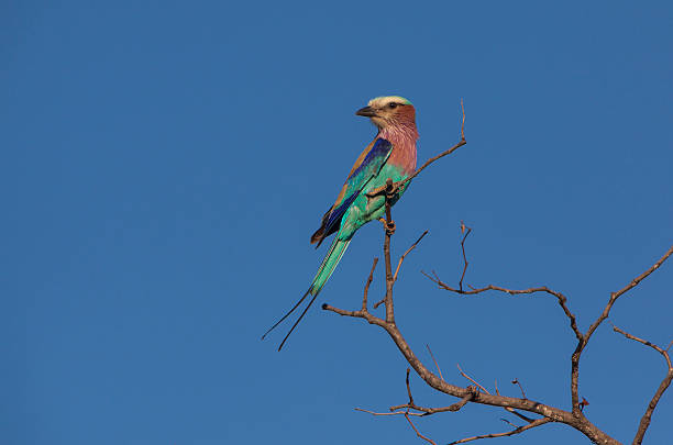 Lilac-breasted roller on a branch stock photo
