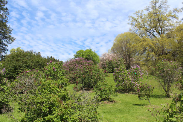 Lilacs blooming on a sunny hill in the park. Rochester, New York stock photo