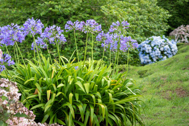 Lilies of the Nile (Agapanthus) flowers Beautiful and delicate lilies of the Nile. Typical purple flower wildly growing on Azores and Madeira islands. Hydrangea in background african violet photos stock pictures, royalty-free photos & images