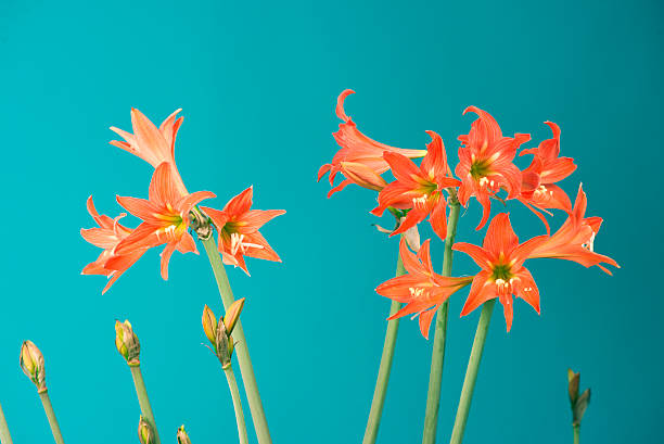Lilium Flowers stock photo