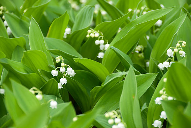 Lily of the Valley stock photo