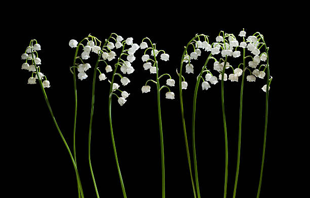 Lily Of The Valley stock photo