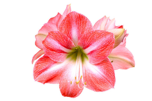 lily sur blanc - amaryllis photos et images de collection