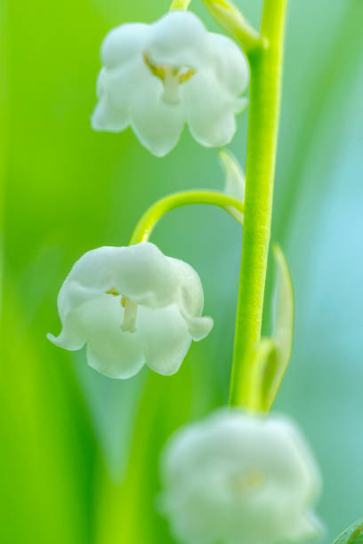 Lily-of-the-valley stock photo