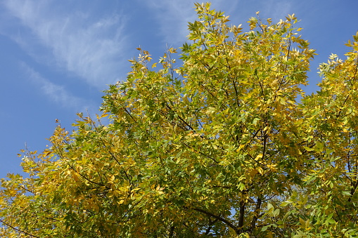 Lime green and yellow autumnal foliage of Fraxinus pennsylvanica  against blue sky in mid October