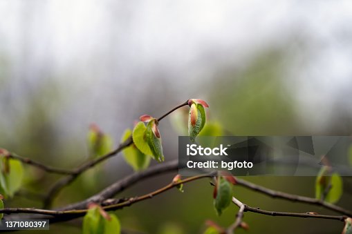 istock Linden tree branch with young fresh green leaves 1371080397