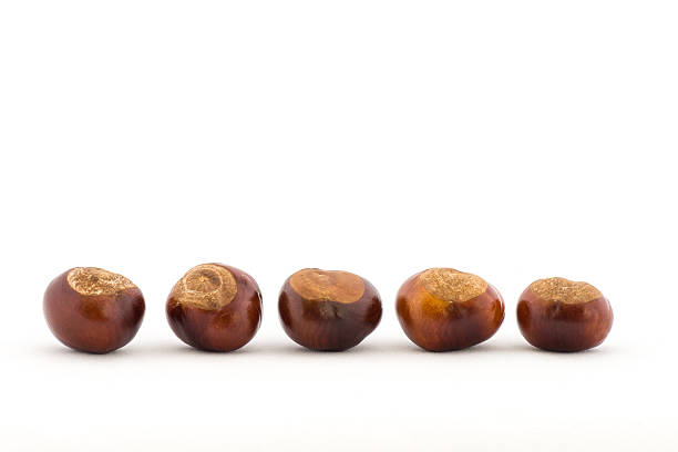 Line of Conkers A line of conkers on a white background horse chestnut tree stock pictures, royalty-free photos & images
