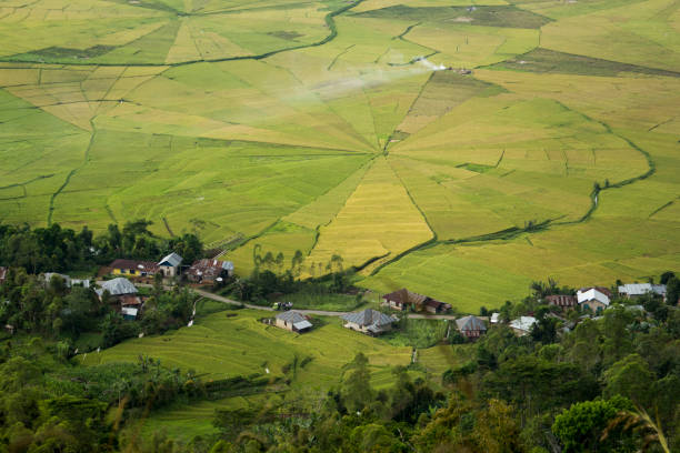 Lingko Rice Fields in Cancar, Flores stock photo