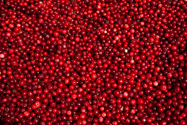 Lingon berries at farmers market. Stockholm Sweden. stock photo