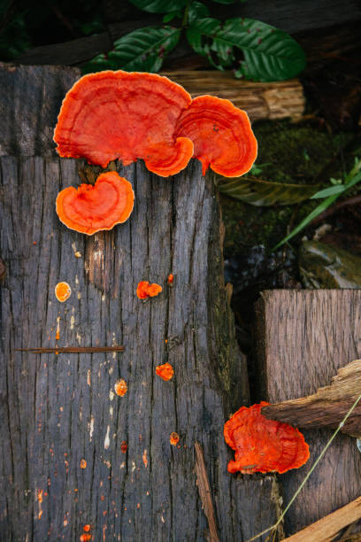 lingzhi mushroom growing on old wood, deep orange color, amazon lingzhi mushroom growing on old wood, deep orange color, amazon lingzhi stock pictures, royalty-free photos & images