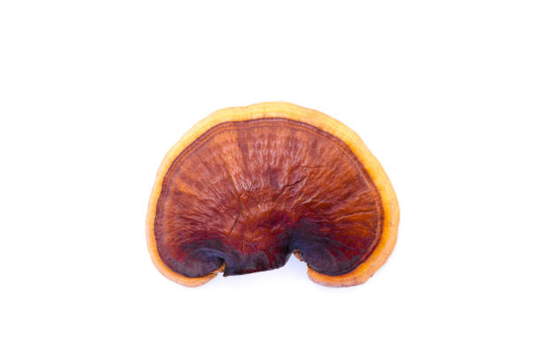Lingzhi Mushroom on white background. Lingzhi Mushroom or Ganoderma lucidum on white background with clipping path. lingzhi stock pictures, royalty-free photos & images