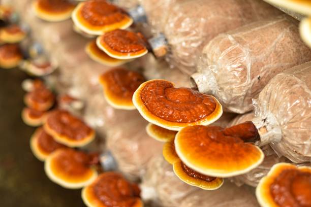 Lingzhi mushrooms. Reishi mushrooms are growing within light and temperature control room. lingzhi stock pictures, royalty-free photos & images
