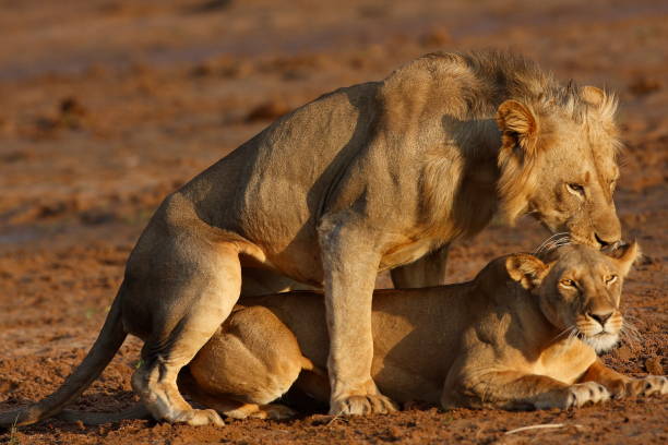 Lion Copulation stock photo