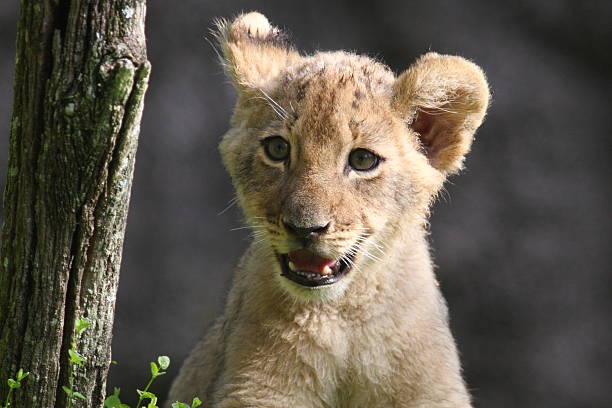 Lion Cub stock photo