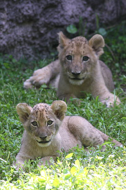 Lion Cubs Playing stock photo