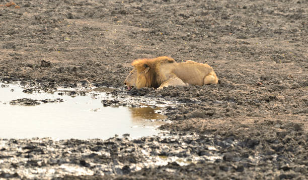 Lion drinking stock photo