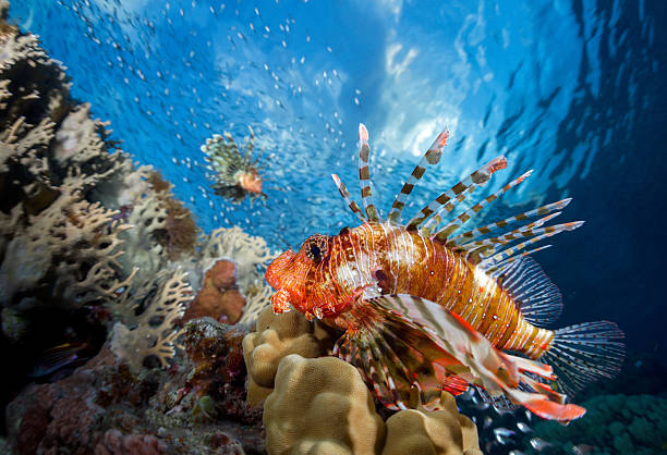 Royalty Free Lionfish Pictures, Images and Stock Photos - iStock
