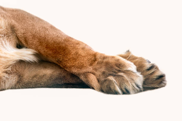 Lion front legs and paws isolated laying on white Lion two front legs and paws isolated laying crossed on white close-up animal leg stock pictures, royalty-free photos & images