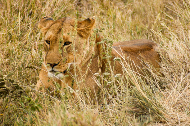 Lion hiding in the grass in the Serengeti, Tanzania stock photo