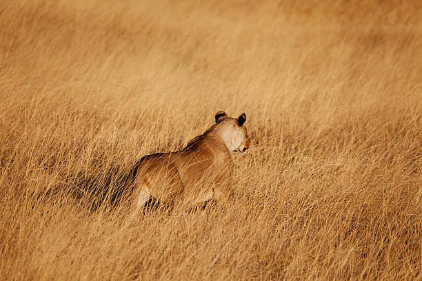 Lion Hunting stock photo