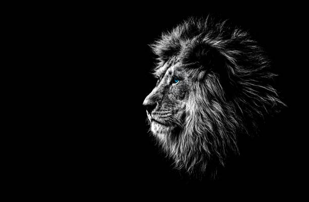 lion in black and white with blue eyes stock photo