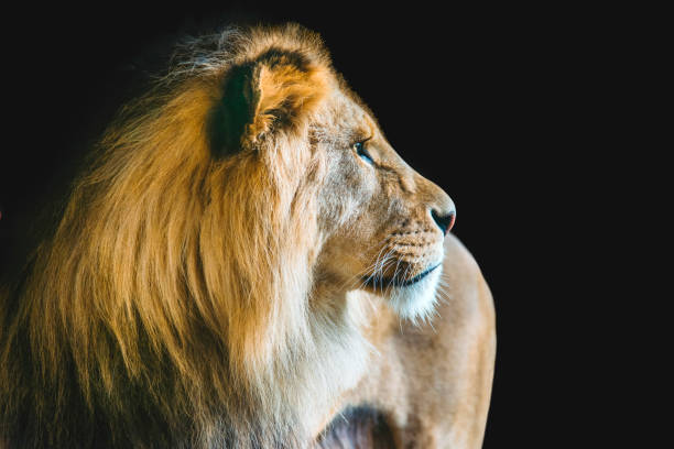 lion isolated on dark - tanzania object imagens e fotografias de stock