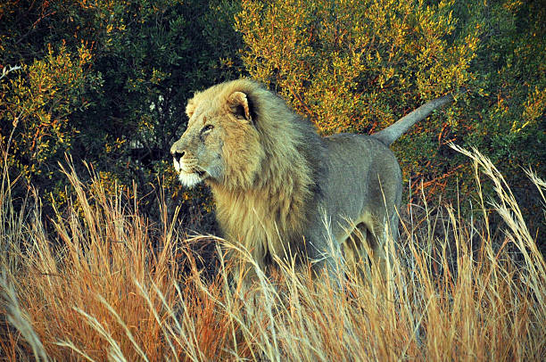 Bilder von könig der löwen - Bewundern Sie dem Sieger der Tester