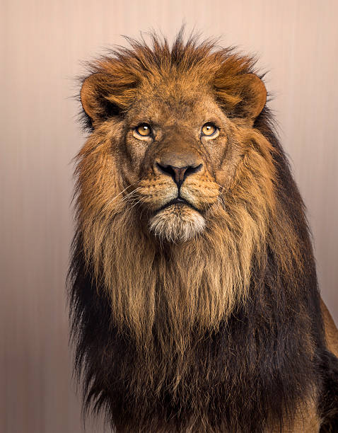 lion 루킹 바라요, panthera 사자자리 브라운 배경기술 - 수컷 뉴스 사진 이미지