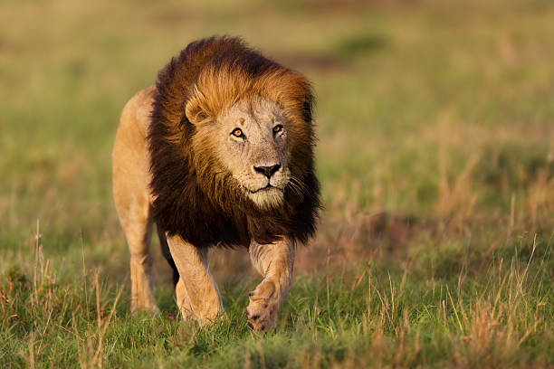 Lion Notch 2 in Masai Mara, Kenya stock photo