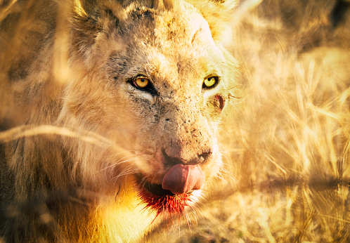 Lion on the kill
