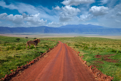 A lion watching its prey in Ngorongoro Crater