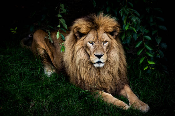 verticale de lion - lion photos et images de collection