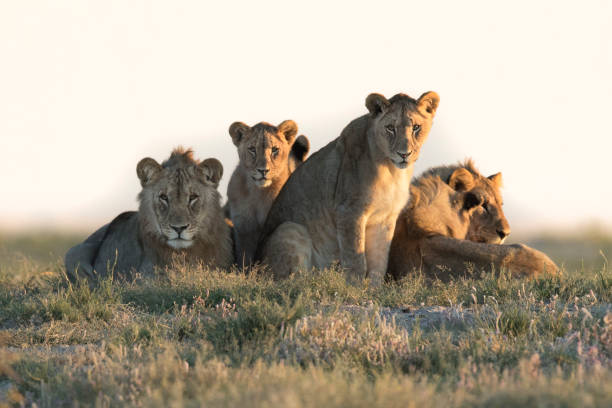 Lion pride at dawn stock photo