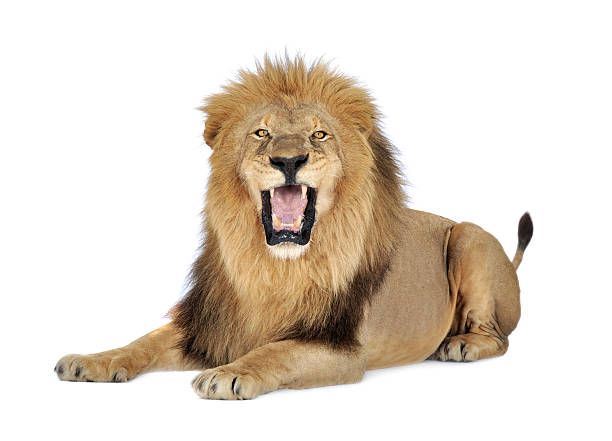 A lion roaring on a white background Lion in front of a white background. snarling stock pictures, royalty-free photos & images