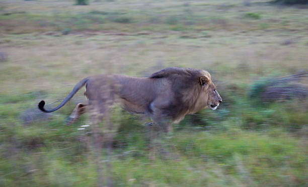 Lion running stock photo
