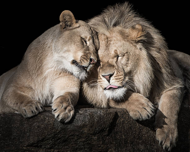 Lions Hugging Cute A4 Print 