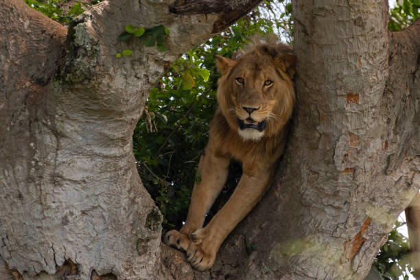 A Lion Sitting On Tree stock photo