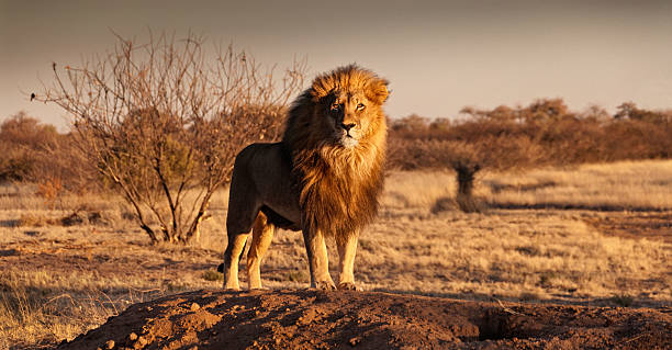 Lion standing on a hill Regal-looking lion standing on a small hill lion feline stock pictures, royalty-free photos & images