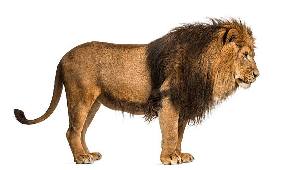Lion Side View Stock Photos, Pictures & Royalty-Free Images - iStock