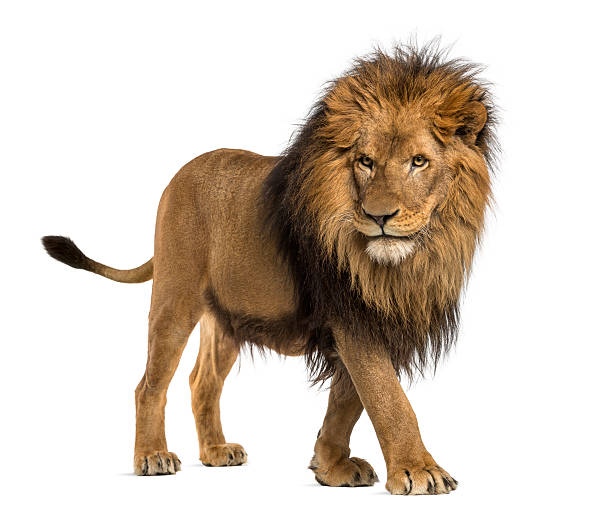 lion 걷기, panthera 사자자리, 10 ~12세, 격리됨에 - 수컷 뉴스 사진 이미지