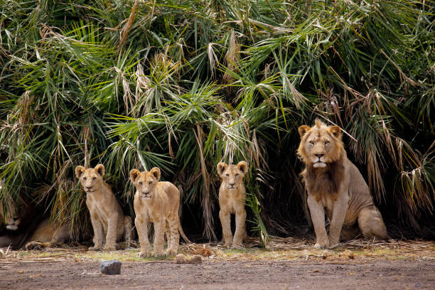Lion with Cubs stock photo