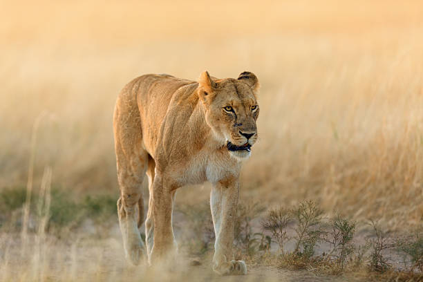 Lioness at sunrise, Masai Mara, Kenya stock photo