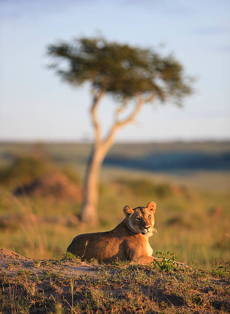 Lioness at sunrise stock photo