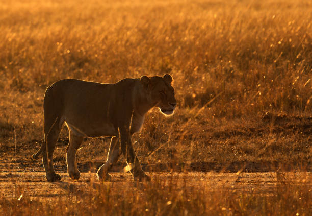 Lioness in the morning golden light, Masai Mara stock photo