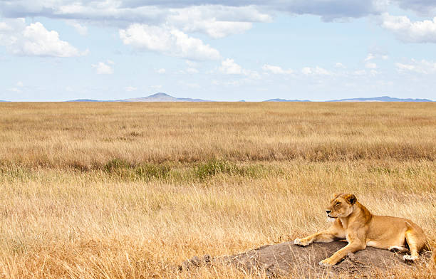 lioness on the savannah - lowlands stockfoto's en -beelden