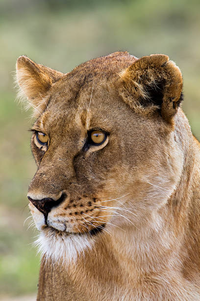 Lioness Portrait, Serengeti stock photo