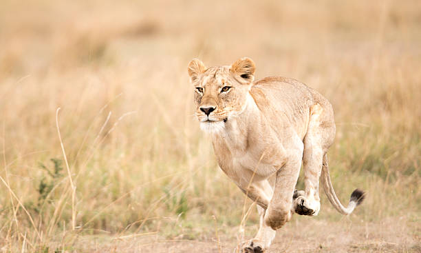 Lioness running, Masai Mara, Kenya stock photo