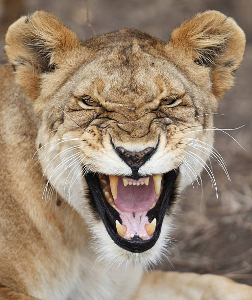 Lioness snarling stock photo
